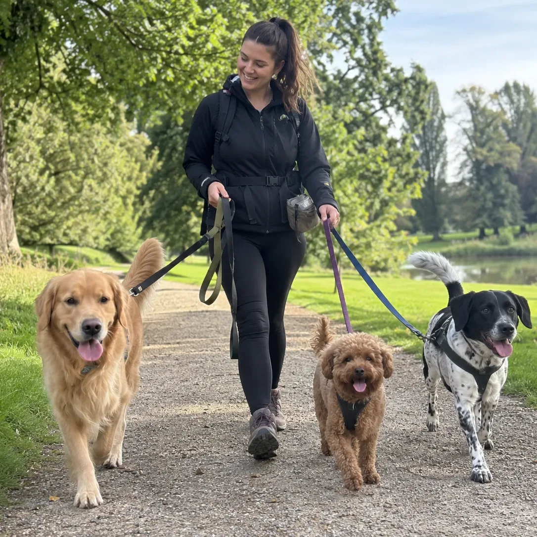 A dog walker crouching beside a spaniel on a woodland trail